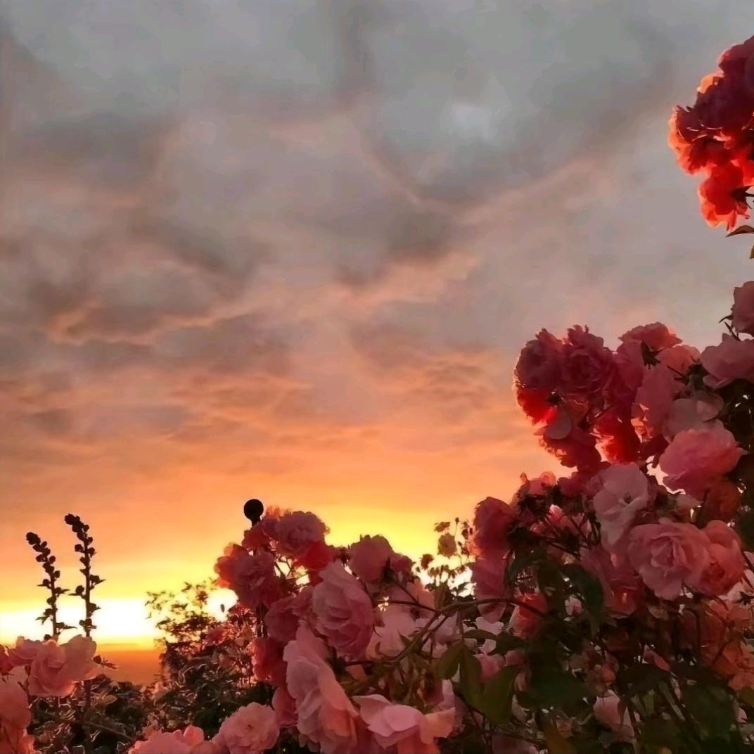 困困泡芺🌷