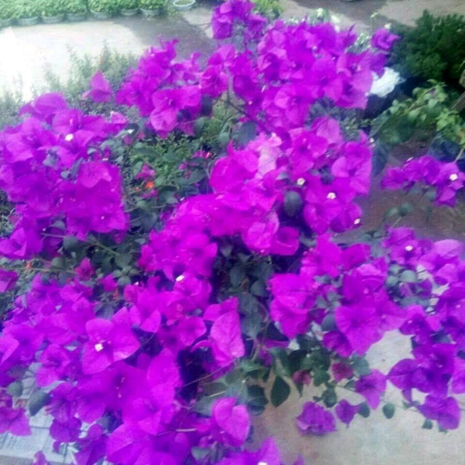 夏日阳光太惆怅