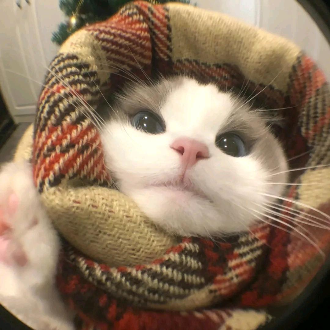 苹果妮妮
