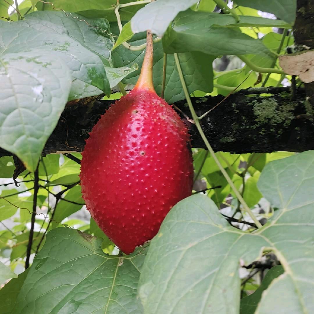 红烧石头
