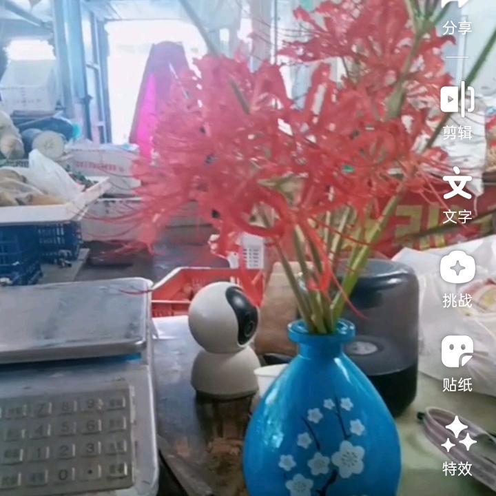 🌹🌹🌹小白兔💗💗