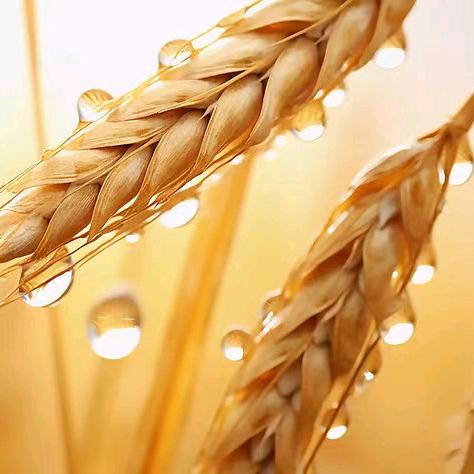 金麦穗（诚惠缘土特产）