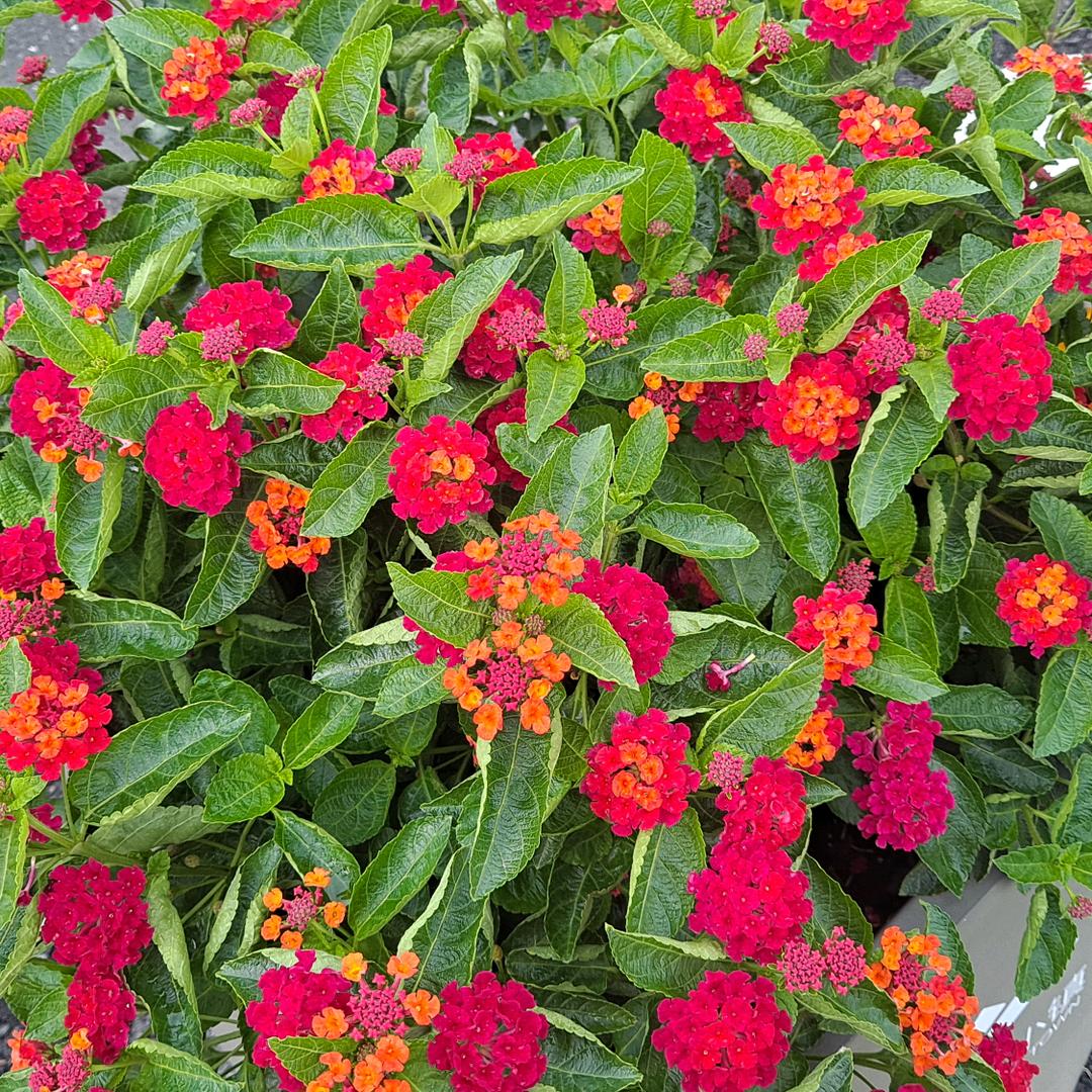 এ᭄故事诉予风₅₂₀ོꦿృ