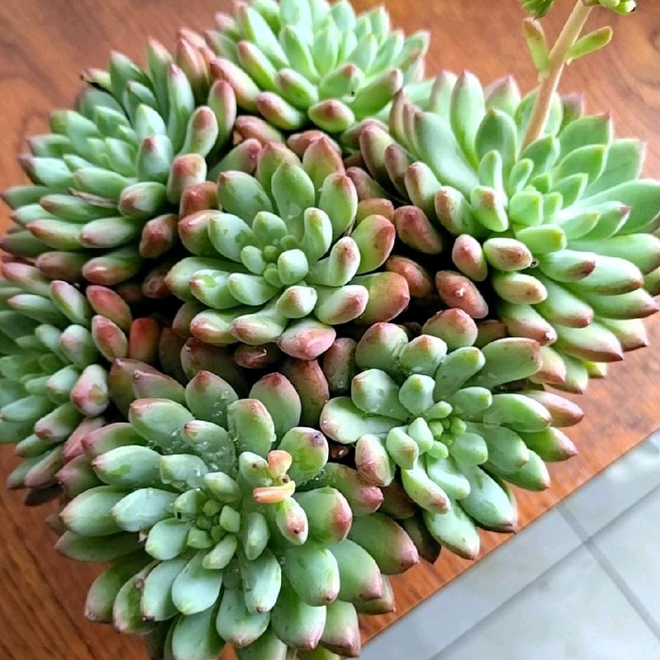 有缘千里来相会