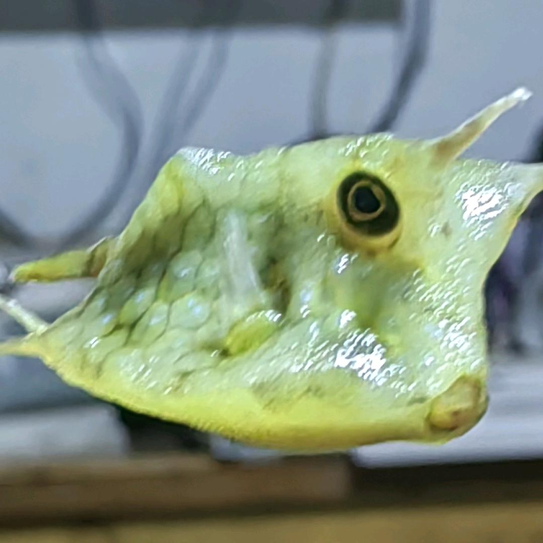 迷特