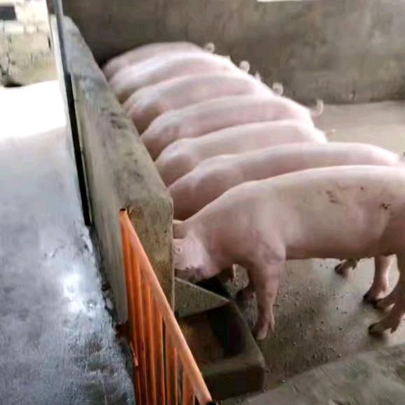 养猪人