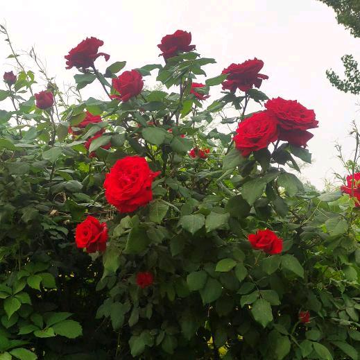 幸福带着好运来