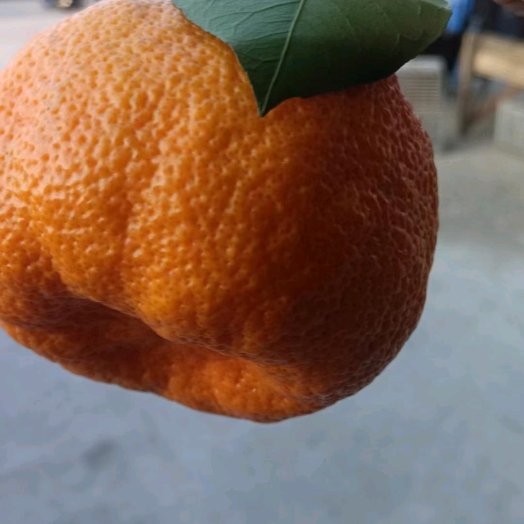 丹江口各种水果代办老田