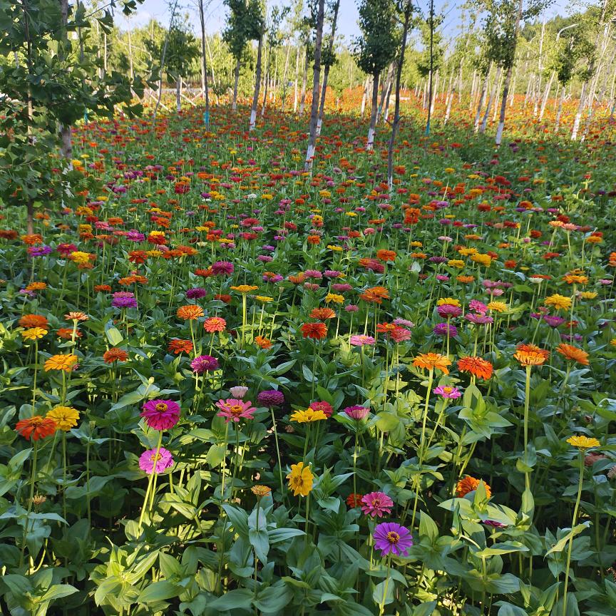 我的心里只有你