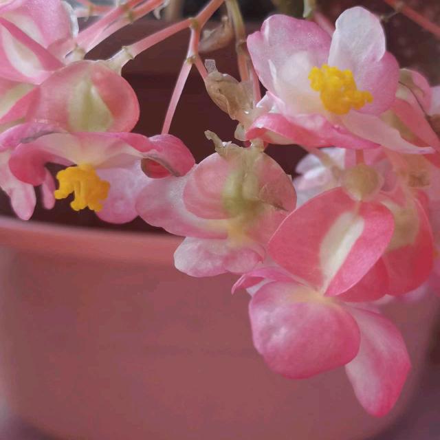 雪花❄️❄️❄️❄️❄️❄️