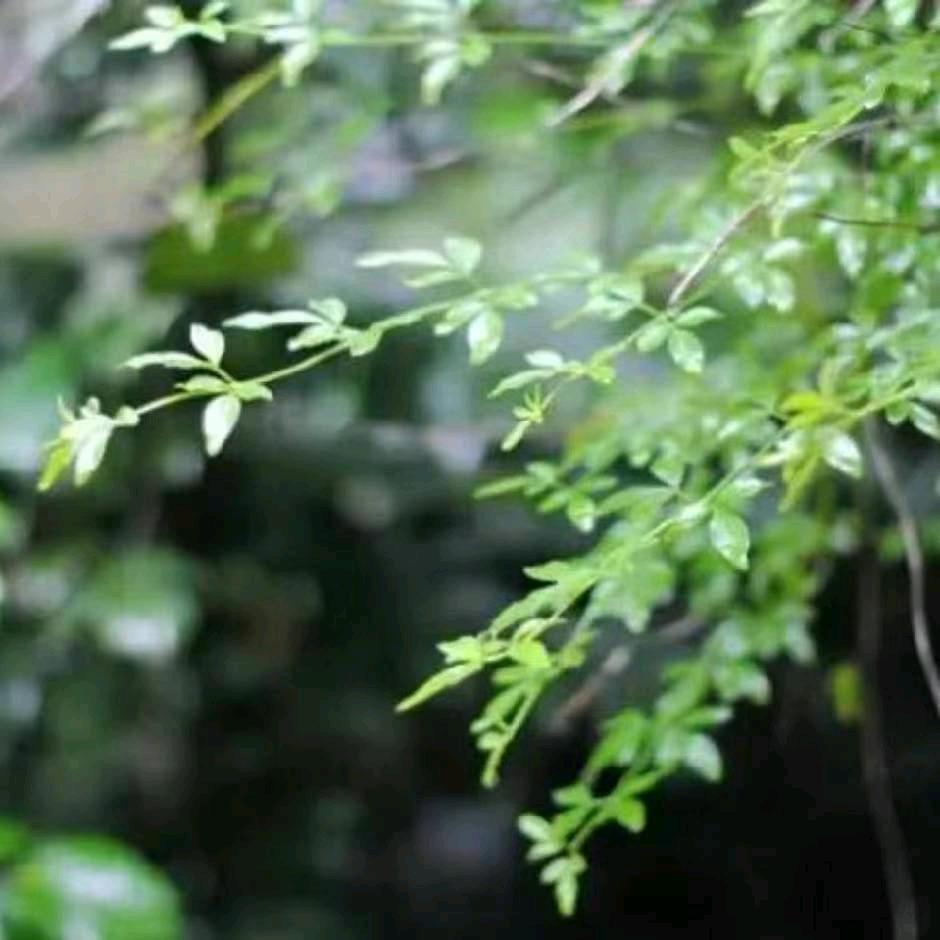 简     素      淡