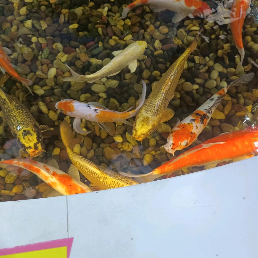 孤单无名指
