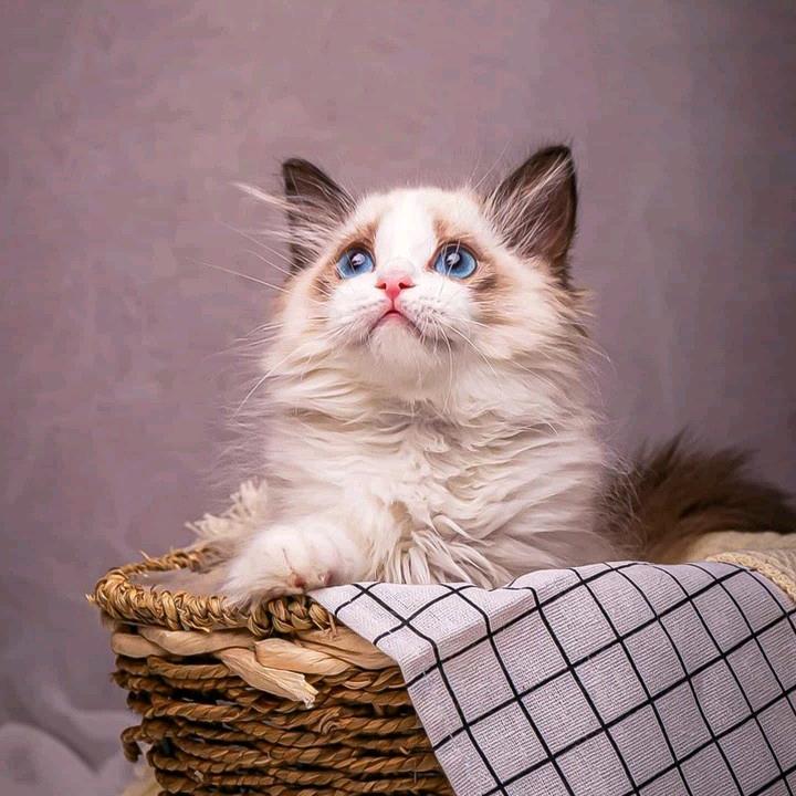 惟创美宠物用品