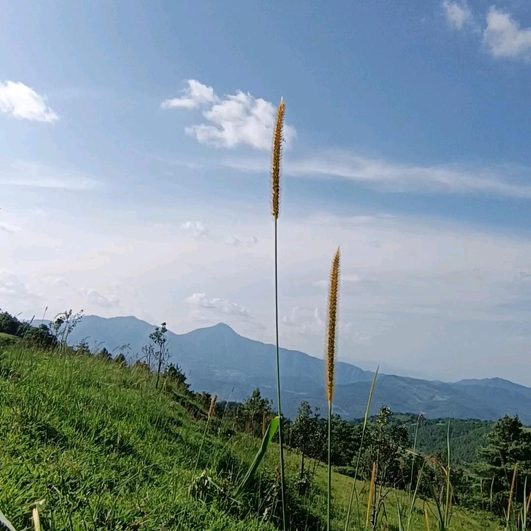 坦然