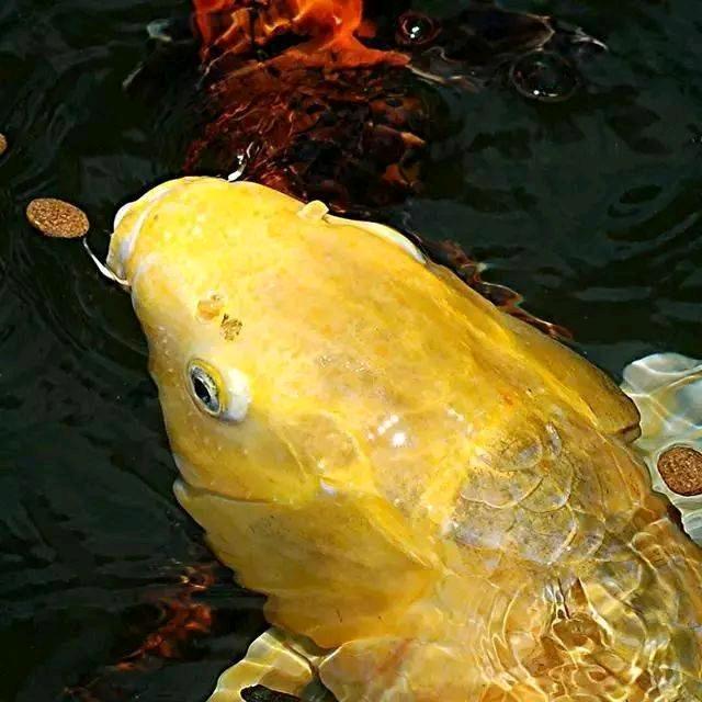 金针妙手霍澜头像