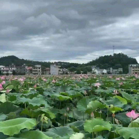 用户7561866518282细梅子