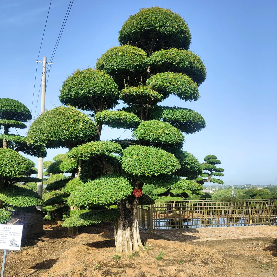 对节白蜡苗木中心
