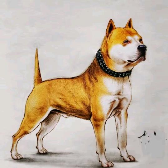 十条小狗大当家