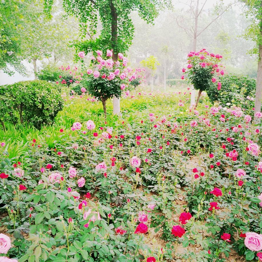 芳_255643871