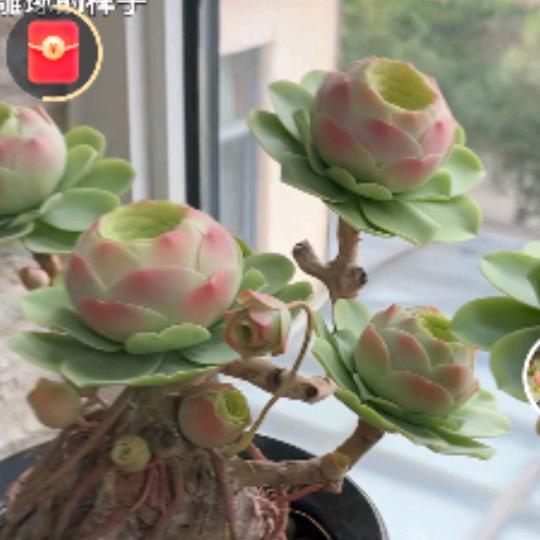 梦想的力量