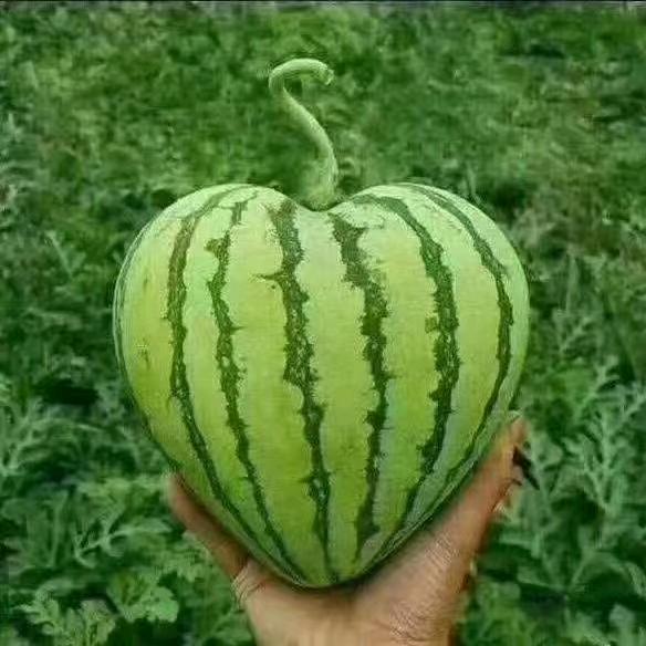 西瓜哥