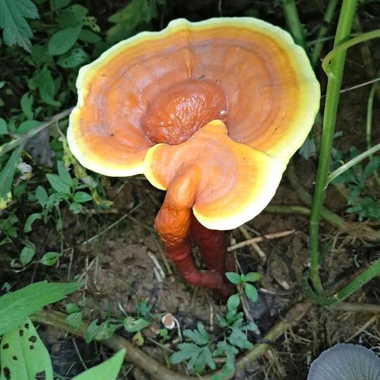 。灵芝哥