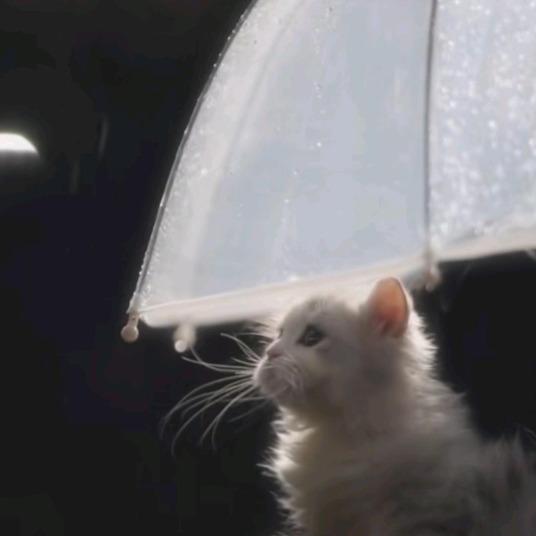 猫猫很暴躁