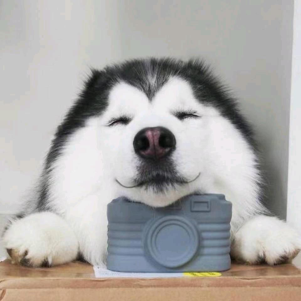 开封杨丰宠物市场