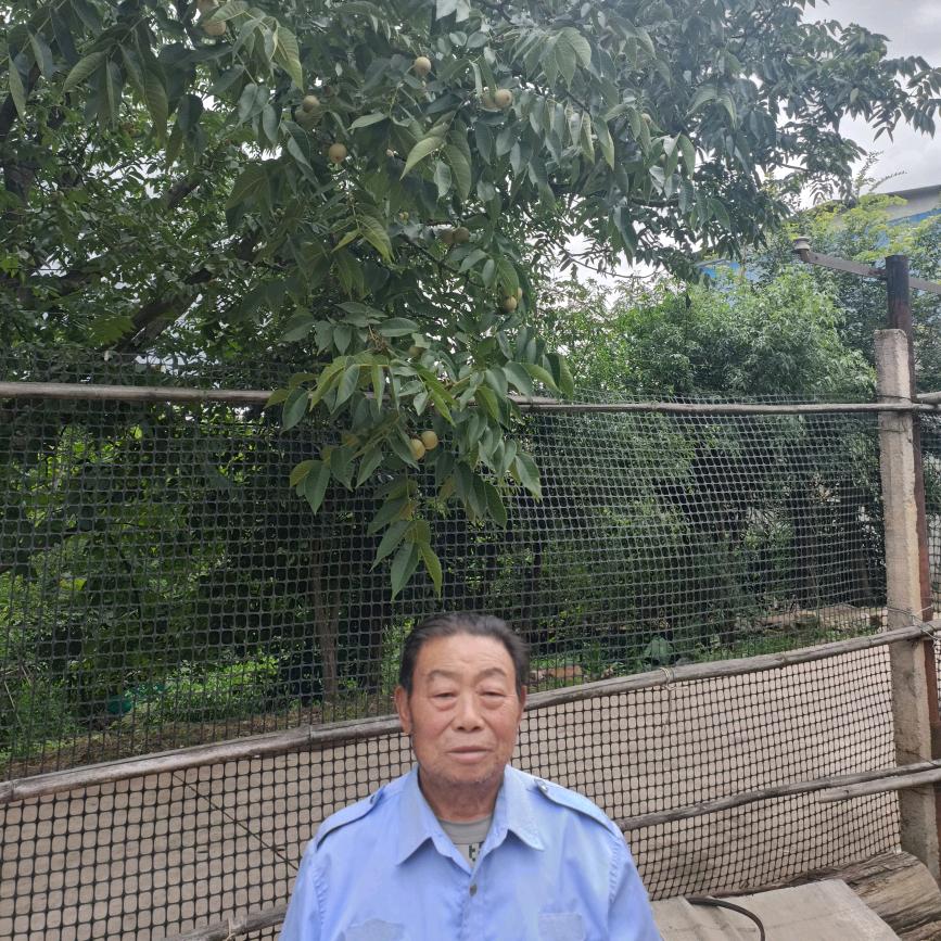 杨春世华
