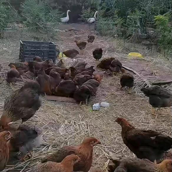 绿色心情