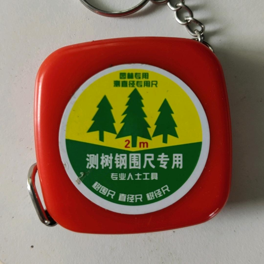 四川小叶金丝楠