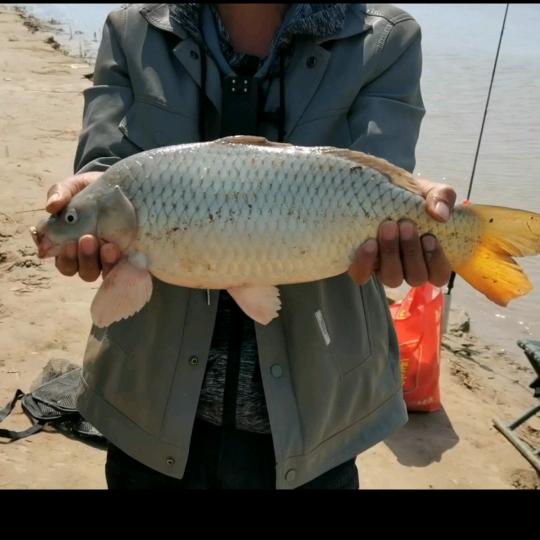 黄河钓鱼人大焦
