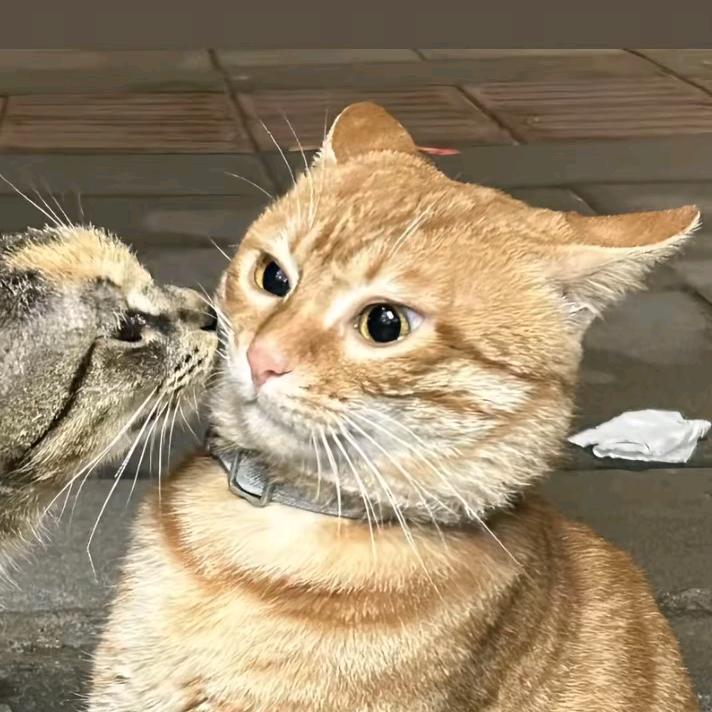 绵。