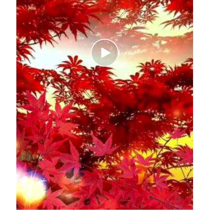 封心锁爱