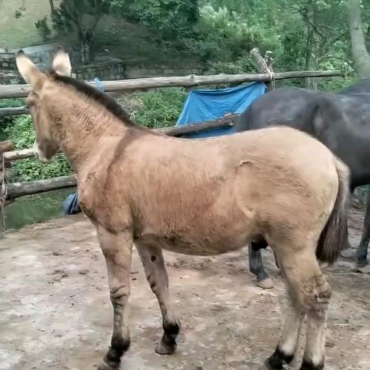 养马的汉子