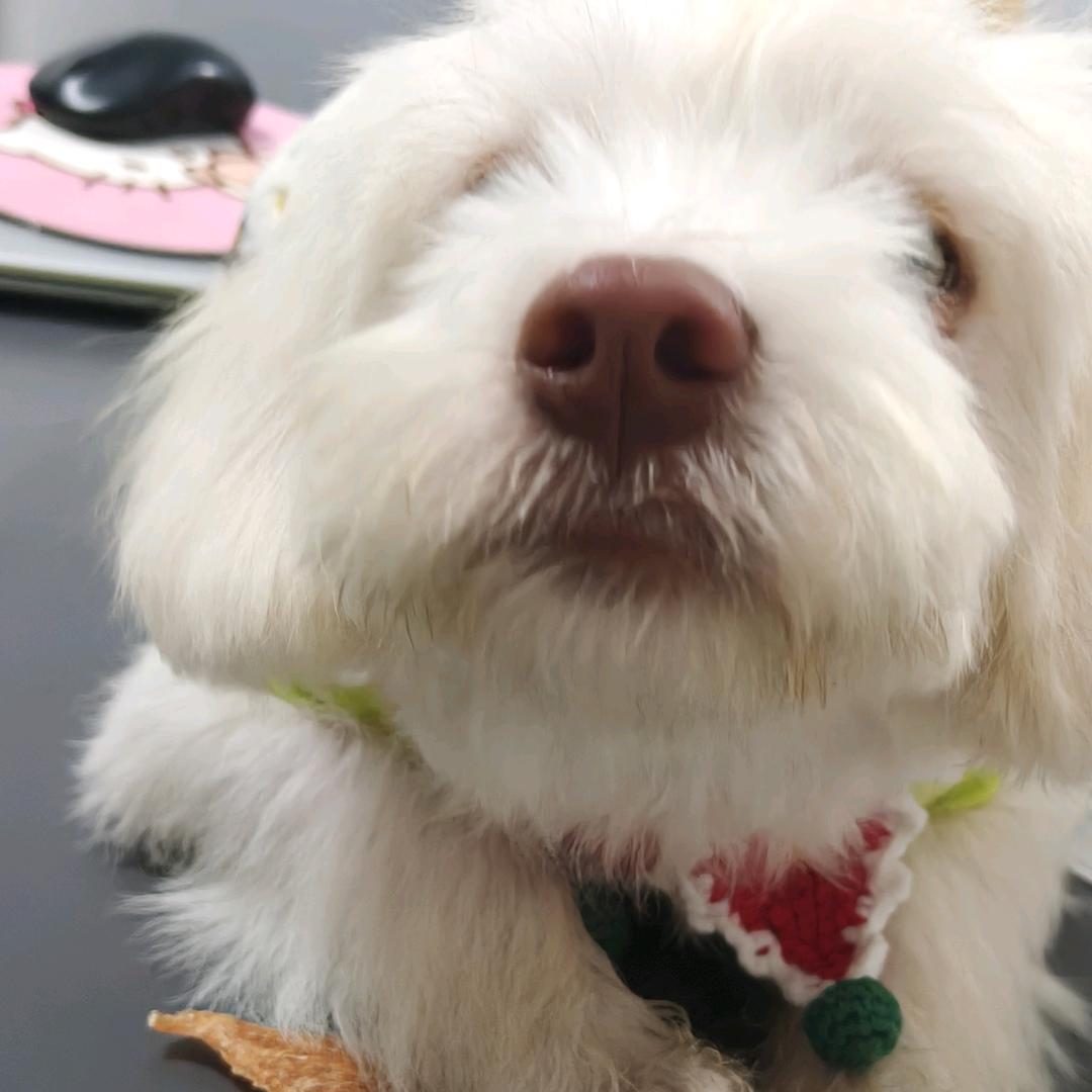 笨笨的我萌萌的活