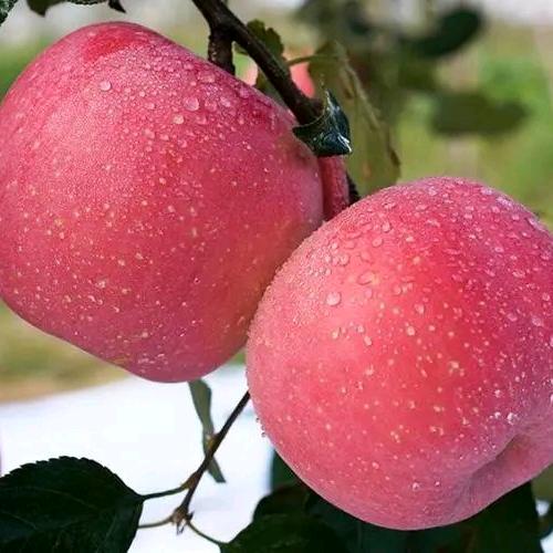（水果人）任三哥