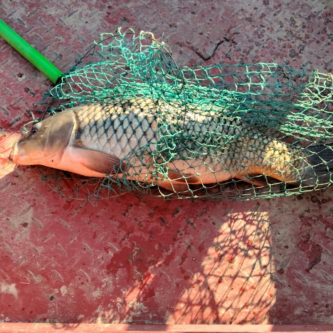 雄鹰展翅天上飞