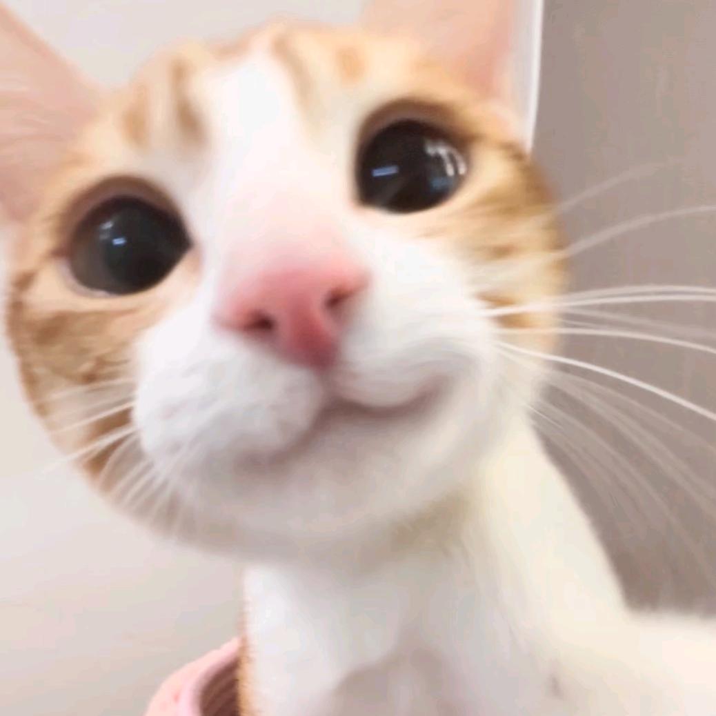 蛋蛋杜