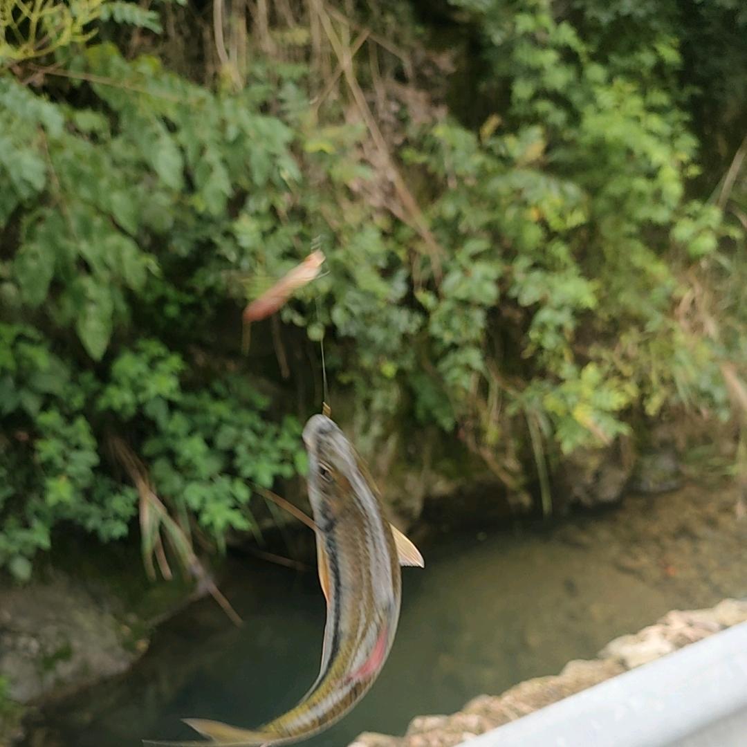 钓迹江湖
