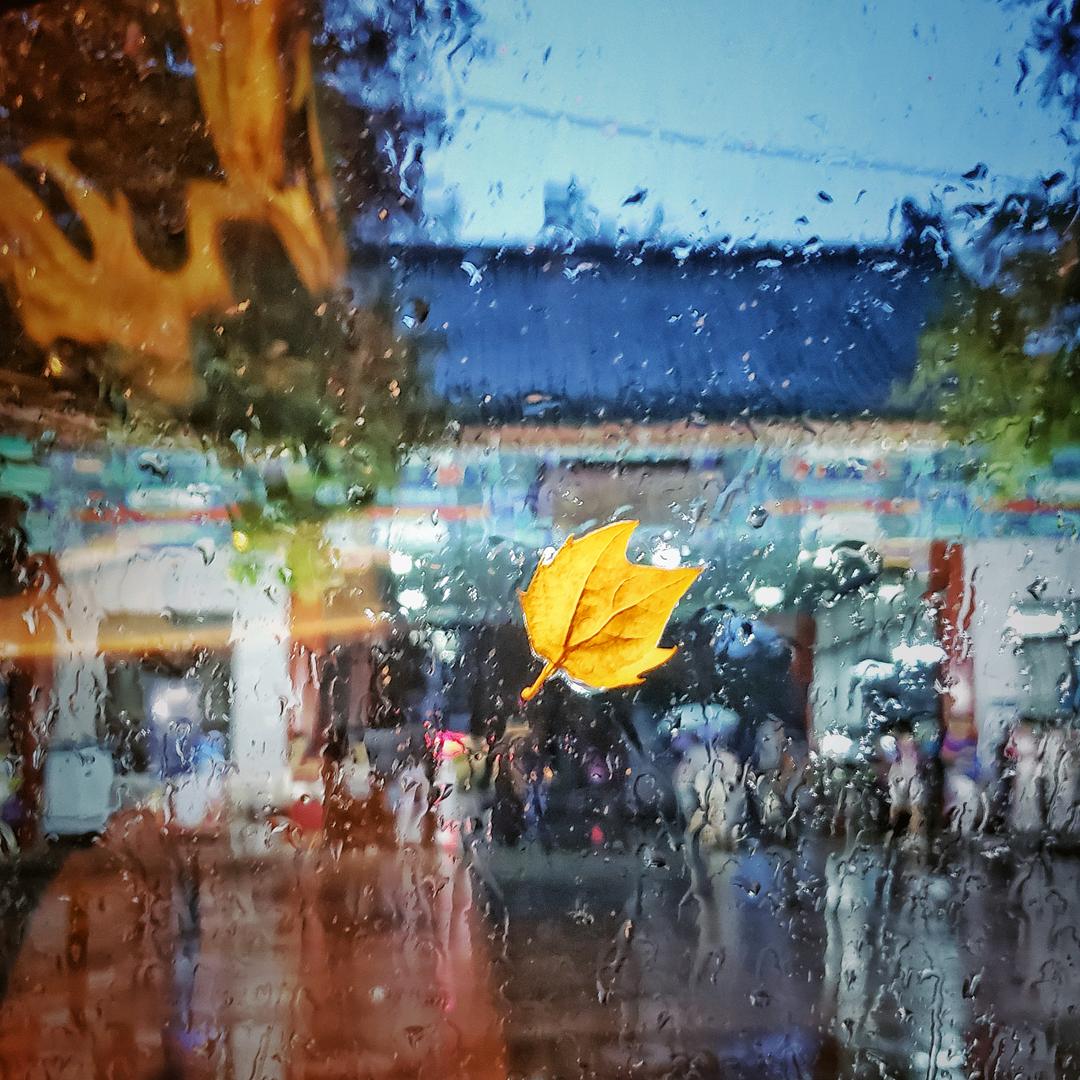 朝花夕拾