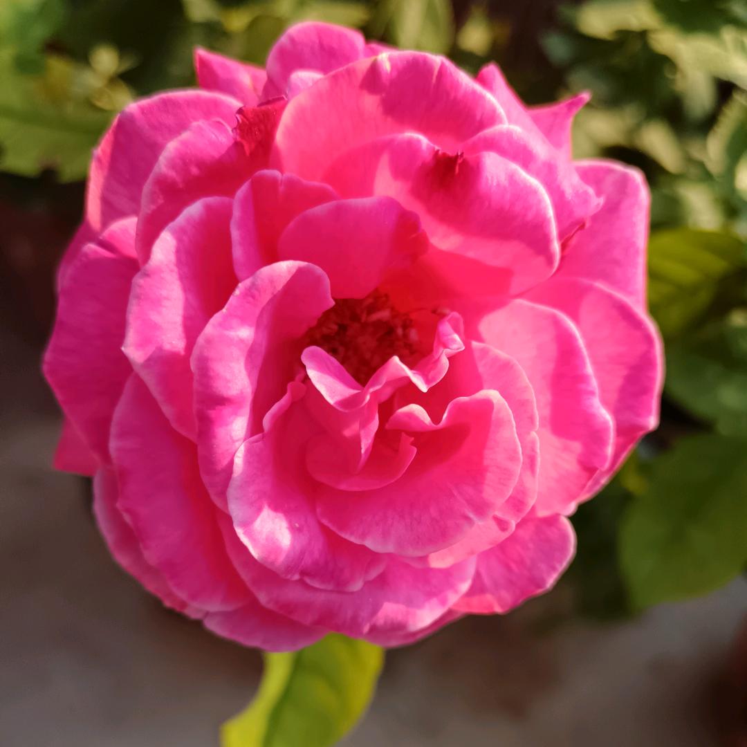 小蚂蚁上树（不当小黑子了）