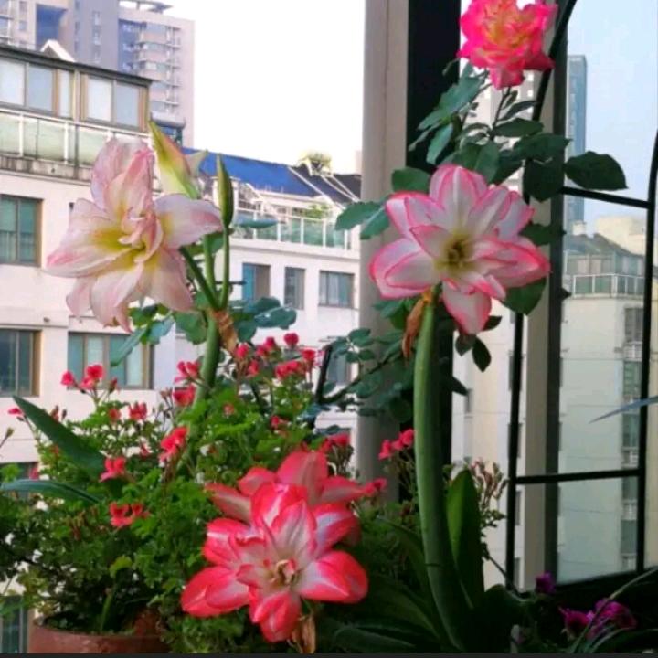 玫瑰
