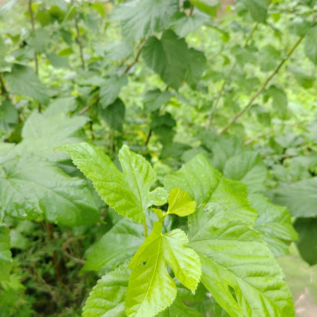 小可爱