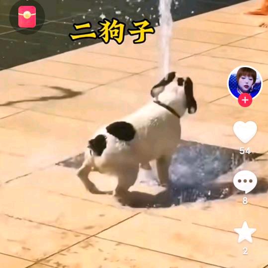 真心/真意。