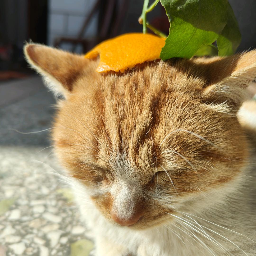多青重虹