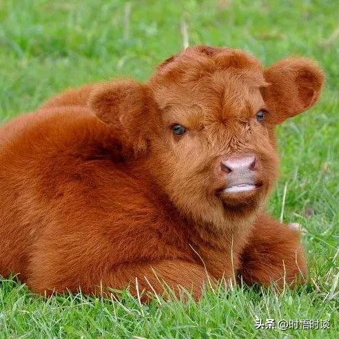 蹒跚在街角的……