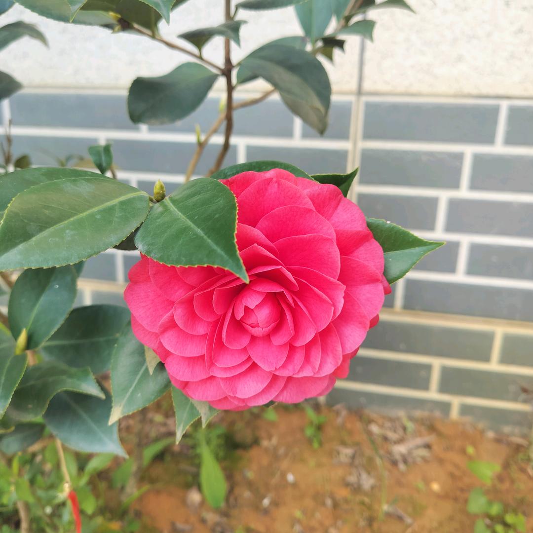 ͏͏ ͏͏͏͏ ͏͏独领风骚