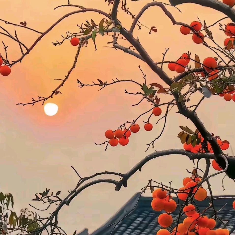 ༄༊࿆ ⃝🌺淡漠安然ོྂཾ
