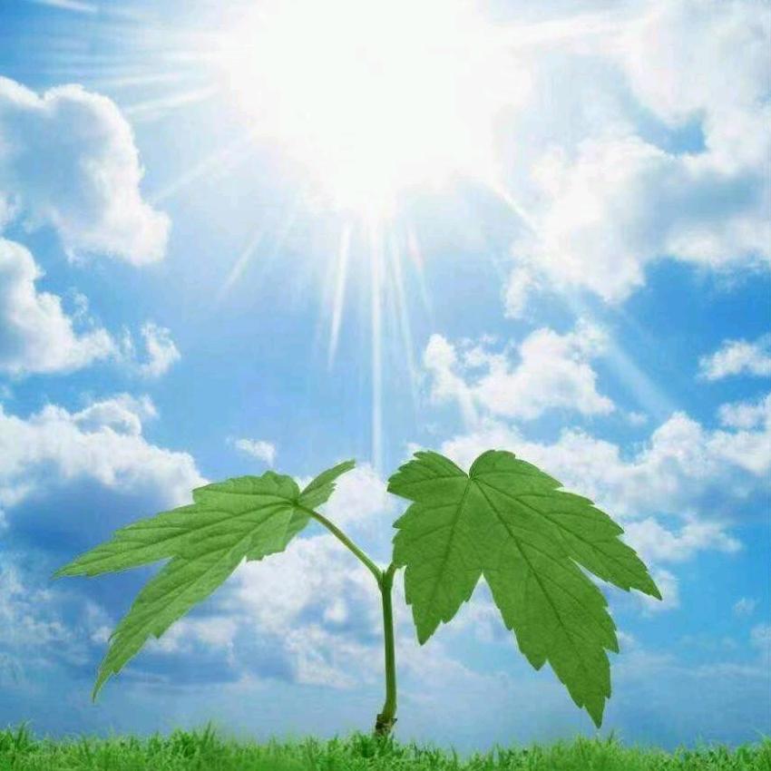 🍀清欢渡°